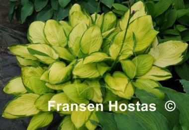 Hosta Fan Dance