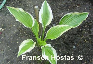 Hosta Fantabulous