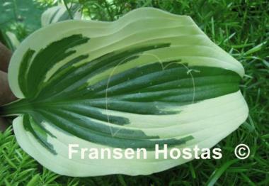 Hosta Fantabulous