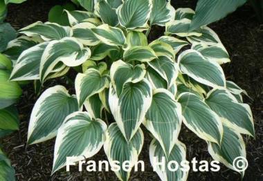 Hosta Fantabulous