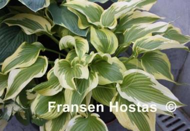 Hosta Fantabulous