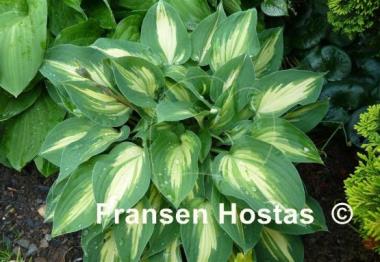 Hosta Fantasy Island