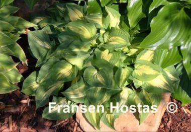 Hosta Fantasy Island