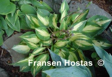 Hosta Fantasy Island