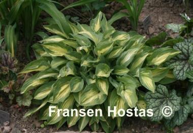 Hosta Fantasy Island