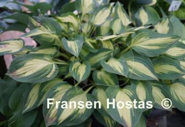 Hosta Fantasy Island