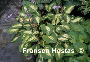 Hosta Fantasy Island