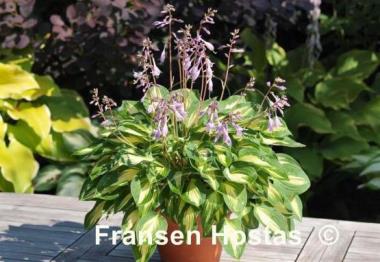 Hosta Fantasy Island