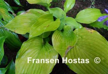 Hosta Farewell Party