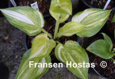 Hosta Fascination