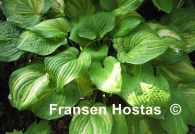 Hosta Fascination