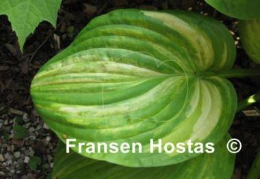 Hosta Fascination