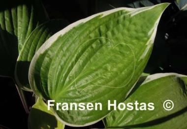 Hosta Fashionista