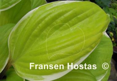 Hosta Fashionista
