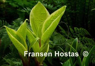 Hosta Fashionista