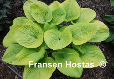 Hosta Fat Cat