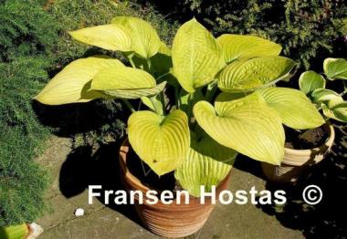 Hosta Fat Cat