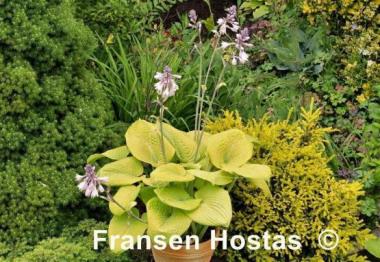 Hosta Fat Cat