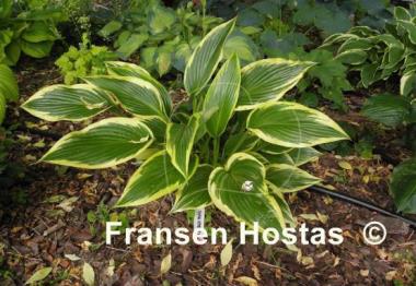Hosta Fatal Attraction