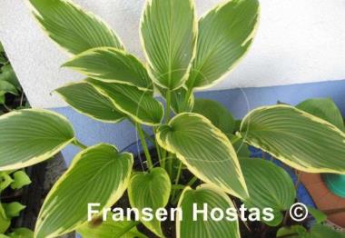 Hosta Fatal Attraction