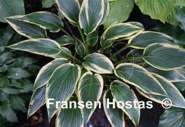 Hosta Fatal Attraction