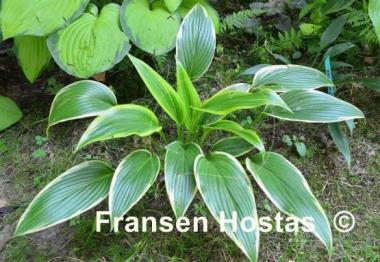 Hosta Fatal Attraction