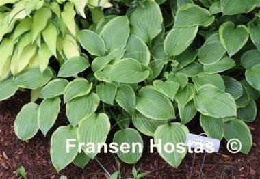 Hosta Faye Coble