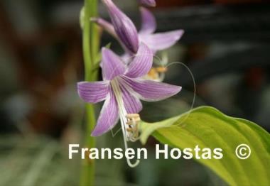 Hosta Feather Boa