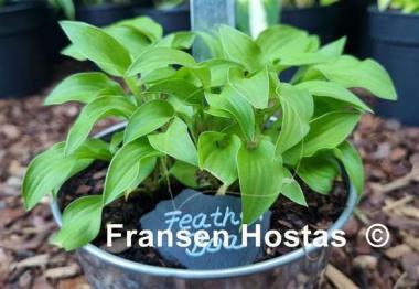 Hosta Feather Boa
