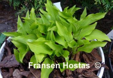 Hosta Feather Boa