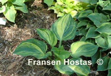 Hosta Fickle Blue Genes