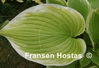 Hosta Fiesta