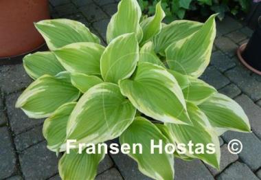 Hosta Fiesta