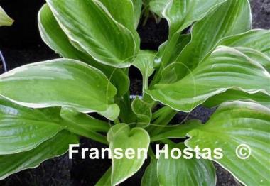 Hosta Fiesta