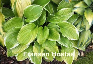 Hosta Fiesta
