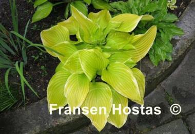 Hosta Fiesta