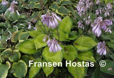 Hosta Final Summation