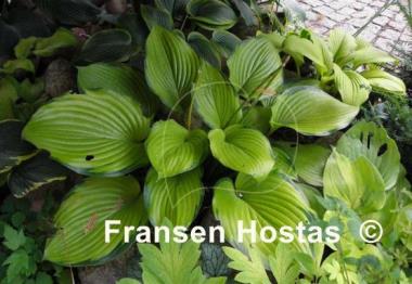 Hosta Final Summation