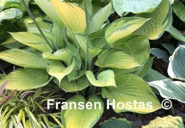 Hosta Final Summation