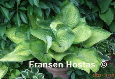 Hosta Final Summation