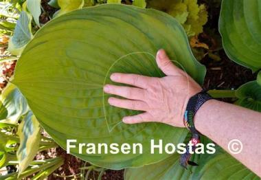 Hosta Final Summation