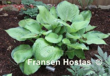 Hosta Final Summation