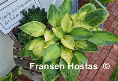 Hosta Fingerprint