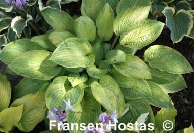 Hosta Fingerprint