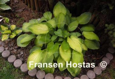 Hosta Fingerprint