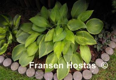 Hosta Fingerprint