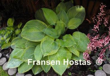 Hosta Fingerprint