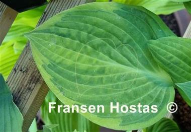 Hosta Fingerprint