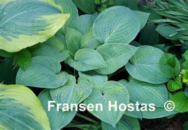 Hosta Fingerprint