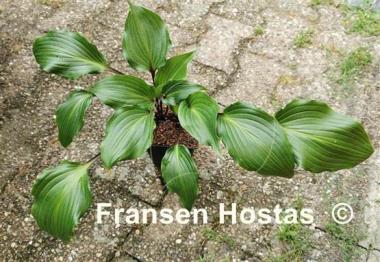 Hosta Fire Dance 
